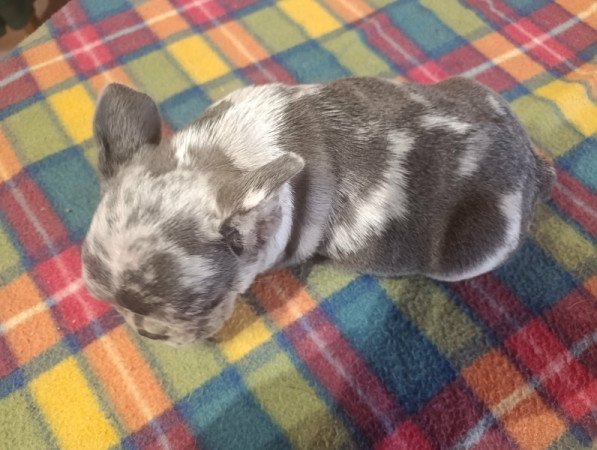 francia bulldog