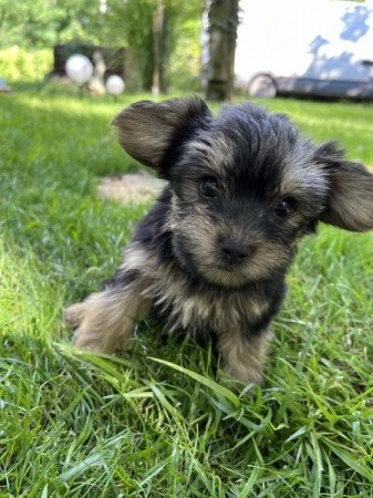 Yorki yorkshire terrier