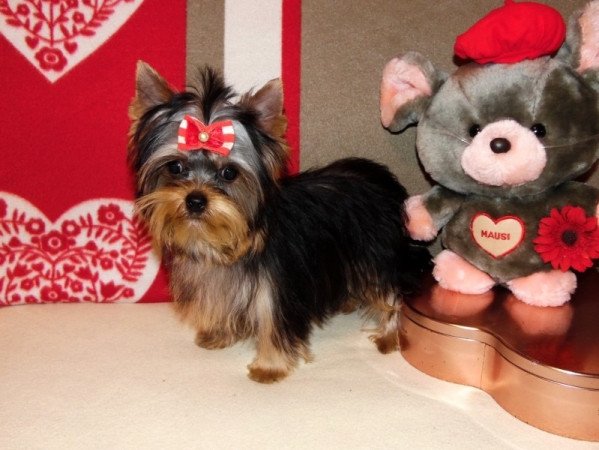 Yorkshire Terrier, Yorki