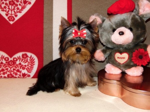 Yorkshire Terrier, Yorki
