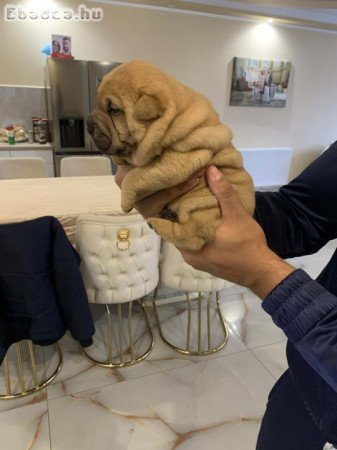 Shar pei kiskutyák