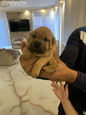Shar pei kiskutyák