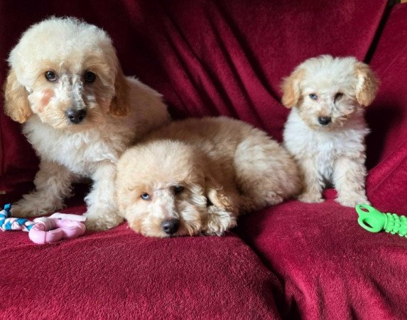 Közép uszkár