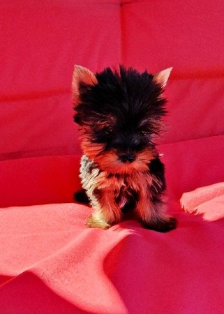 yorkshire terrier