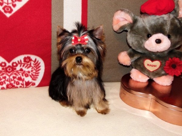 Yorkshire Terrier, Yorki