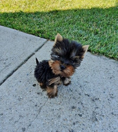 yorkshire terrier