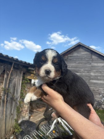 Bernipásztor kisfiúk eladók