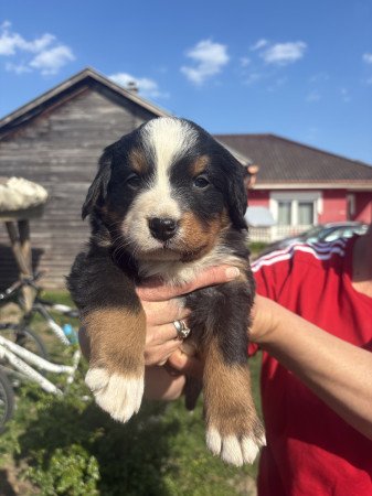 Bernipásztor kisfiúk eladók