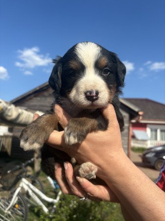 Bernipásztor kisfiúk eladók