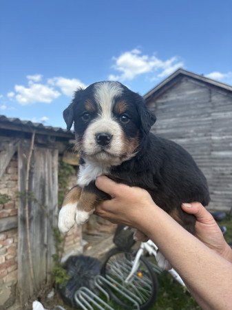 Bernipásztor kisfiúk eladók