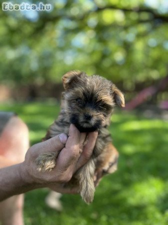 Yorki yorkshire terrier babák