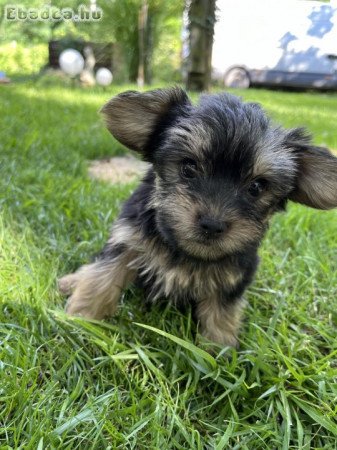 Yorki yorkshire terrier babák