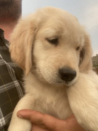 Golden retriever