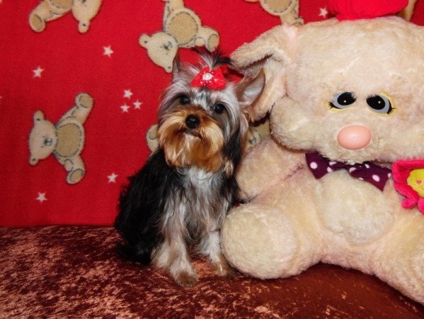 Yorkshire Terrier, Yorki