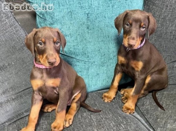 Kc Regisztrált Dobermann kölykök