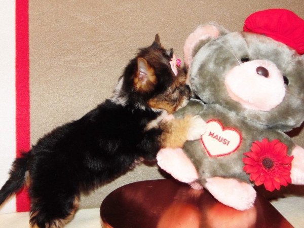 Biewer Yorkshire Terrier Yorki