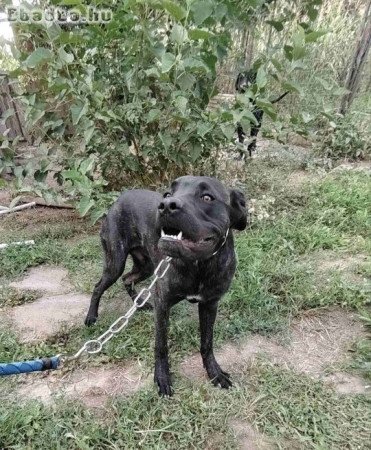 Cane Corso