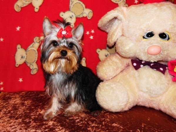 Yorkshire Terrier, Yorki
