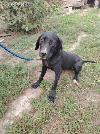 Cane Corso