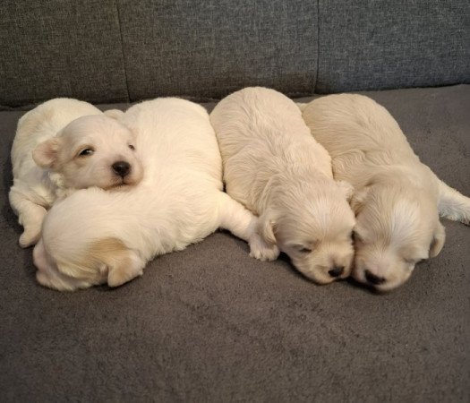Maltipoo