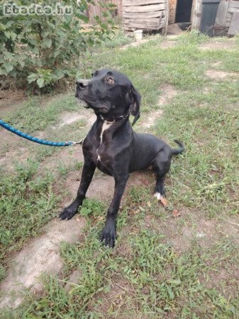 Cane Corso