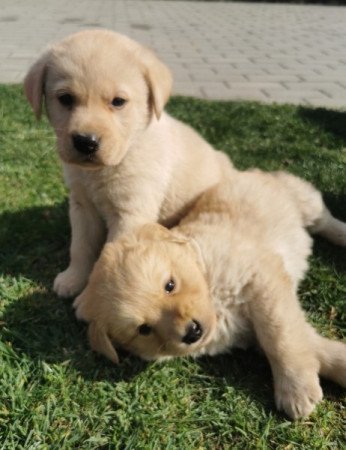 Labrador retriever