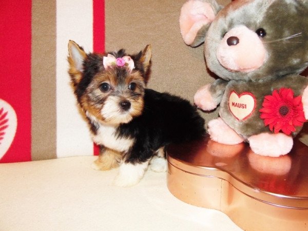 Biewer Yorkshire Terrier Yorki