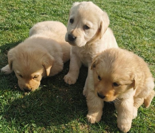 Labrador retriever
