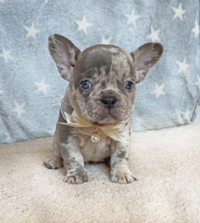 Francia bulldog
