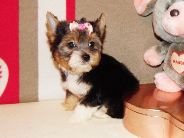 Biewer Yorkshire Terrier Yorki