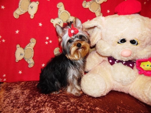 Yorkshire Terrier, Yorki