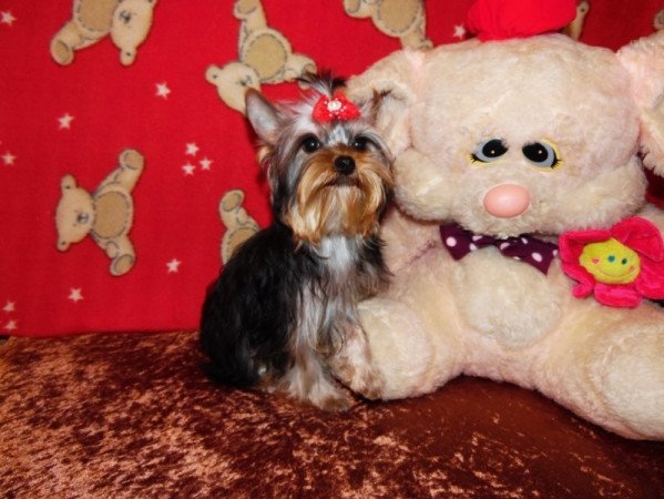 Yorkshire Terrier, Yorki