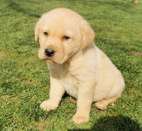 Labrador retriever