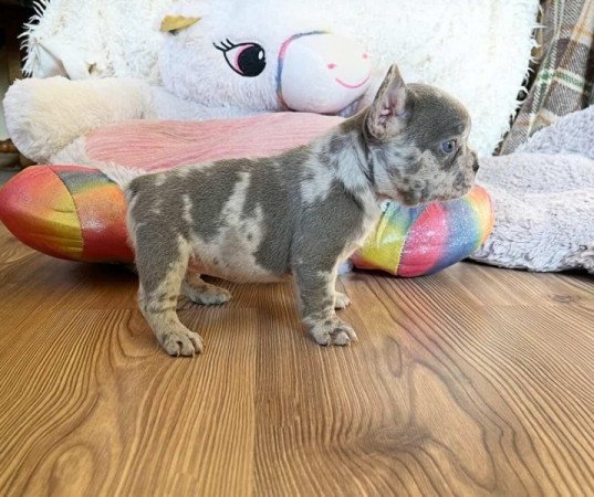 Francia bulldog