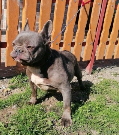 Francia bulldog