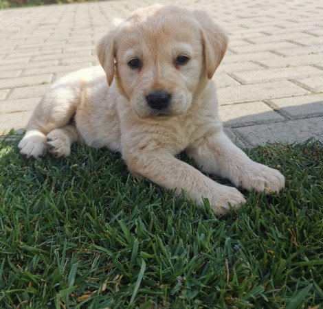 Labrador retriever