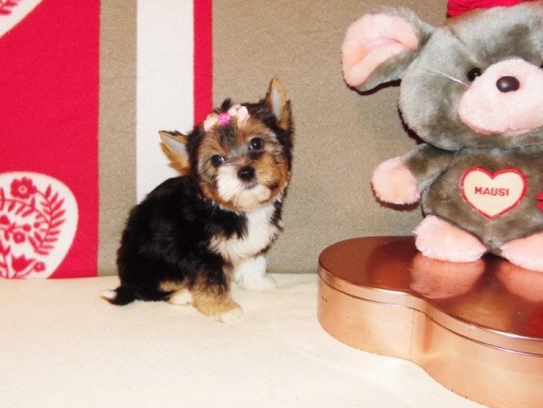 Biewer Yorkshire Terrier Yorki