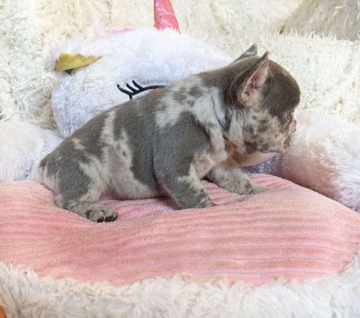 Francia bulldog
