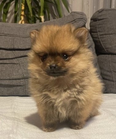 Pomerániai Törpe Spitz