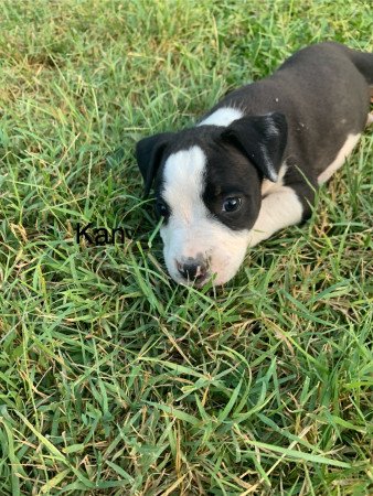 Amerikai staffordshire terrier