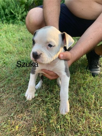 Amerikai staffordshire terrier