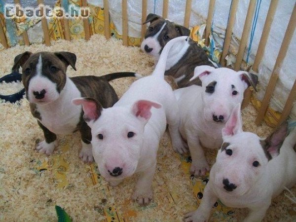 Imádnivaló bullterrier kölykök