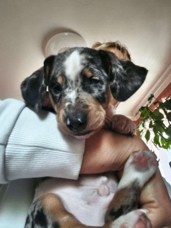 Harlekin tacskó