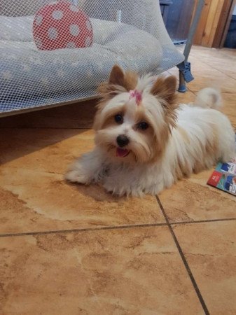 Yorkshire terrier biewer MINI