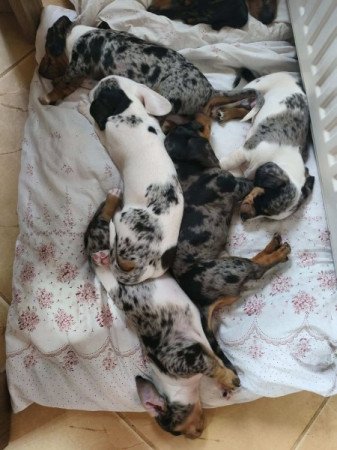 Harlekin tacskó