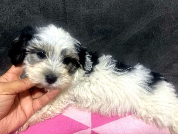 Bichon Havanese