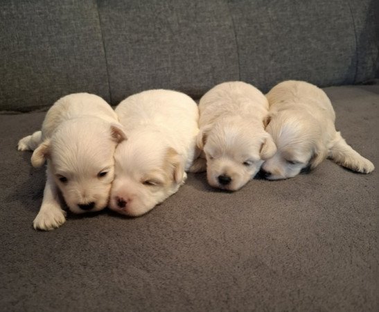 Maltipoo