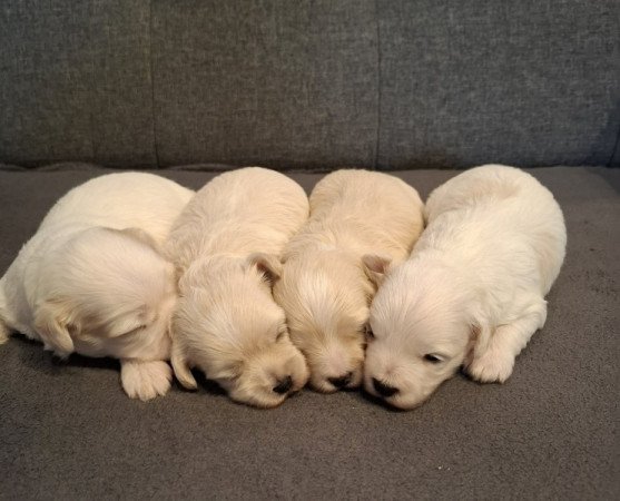 Maltipoo