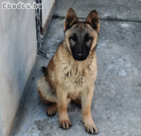 3,5 hónapos kan németjuhász kölyök