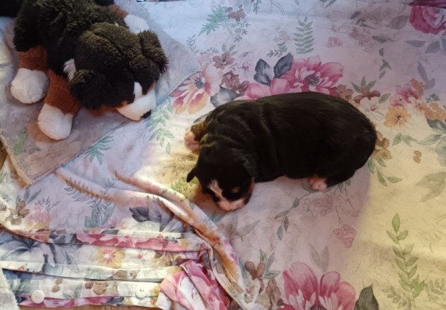 Bernipásztor